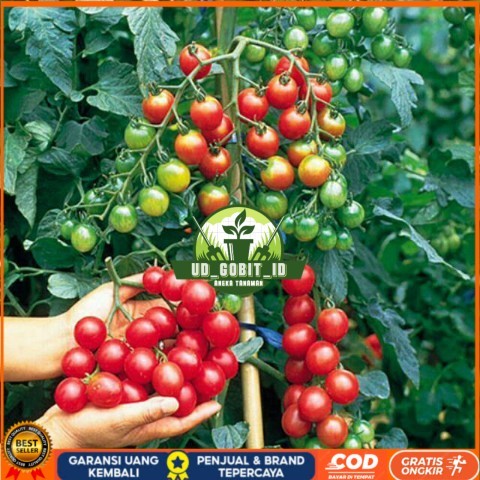 Bibit Tanaman Cerry Tomat / Ceri Tomat Rimbun Bibit Tanaman Super Unggul UD GOBIT ID
