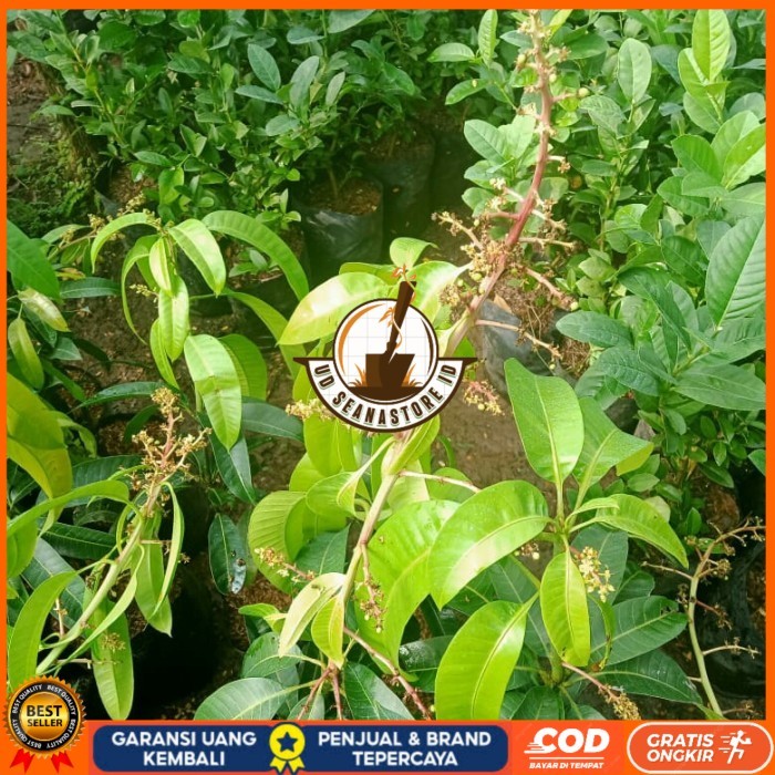 TANAMAN BUAH MANGGA SUDAH BERBUNGA JENIS KIOJAY,CHOKANAN,HARUM MANIS Bibit Tanaman Super Unggul UD S