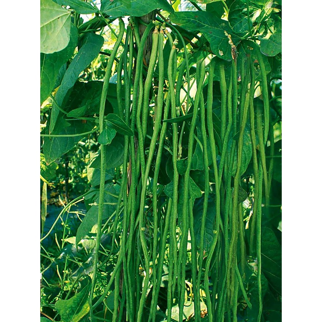 100 BENIH KACANG PANJANG SUPER
