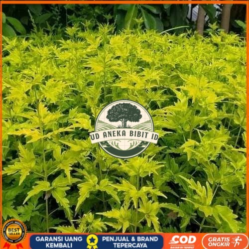 Bibit Cendana Bali Asli | Bibit Pohon Cendana Bali Wangi | Bibit Tanaman Cendana Bali Bibit Tanaman 