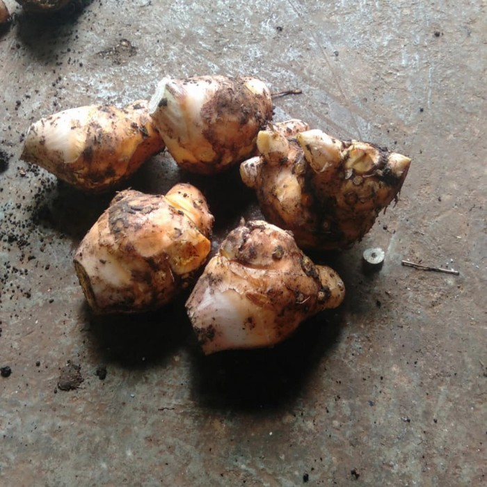

Ready stok temulawak segar 1kg Silahkan diorder