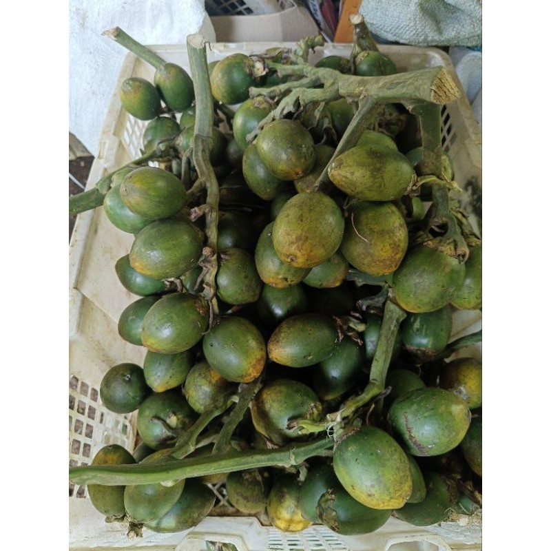 

buah pinang muda 500gram segar baru di petik secara langsung