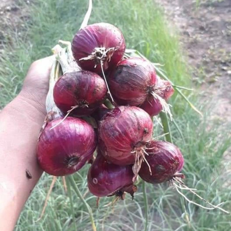 50 Biji - Benih Bawang Merah MASERATI F1