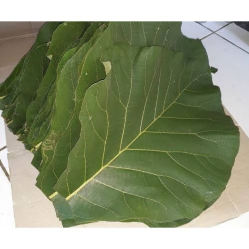 

Daun Jati Segar Daun Jati Fresh 500gram