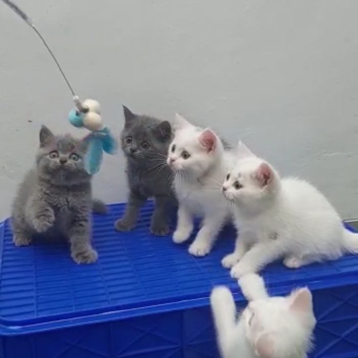 kucing british shorthair bsh cat non ped blue white solid jantan betin