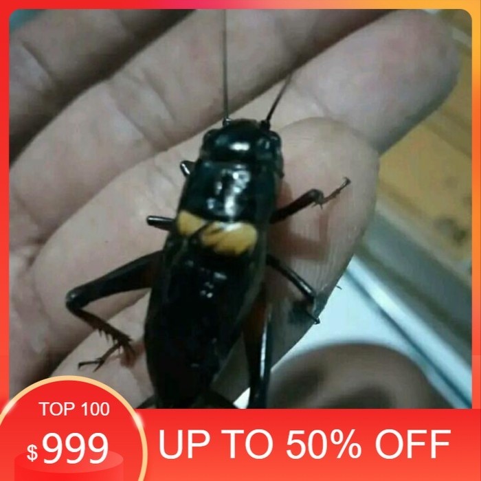 Jangkrik Aduan Jumbo Best Seller Jangkrik jaliteng jerabang