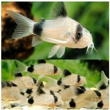 voc corydoras panda