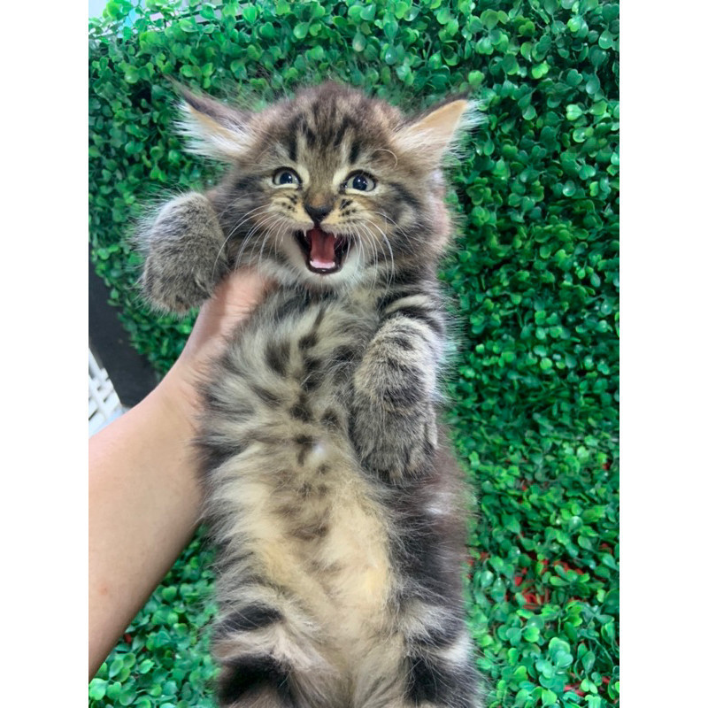 kucing abu” kitten persia mix british