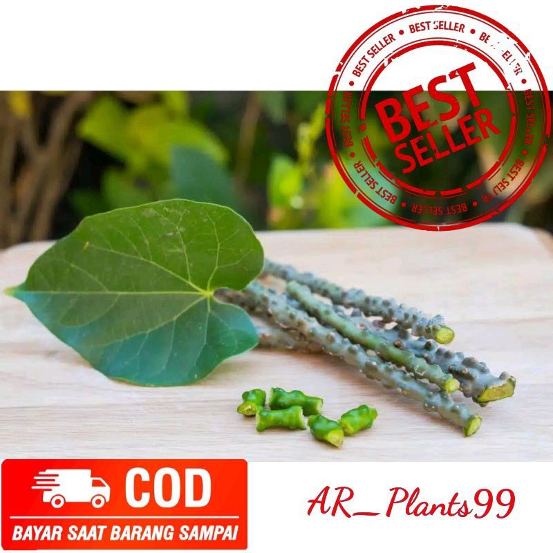 

BIBIT BROTOWALI | BATRAWALI SEGAR SAPIH ASI 30cm Jamu Herbal