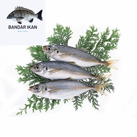 

Ikan Kembung Mata Besar Fresh Dan Berkualitas