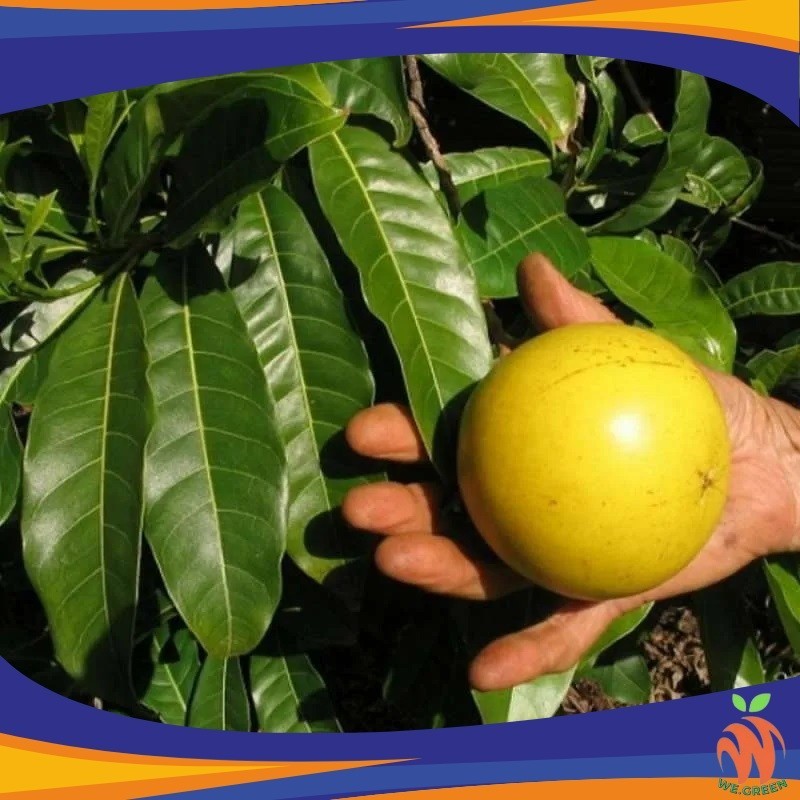 Bibit Abiu Jumbo (Okulasi) RIMBUN BERBUAH pasti