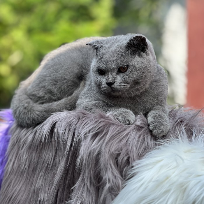 Kucing scottish fold