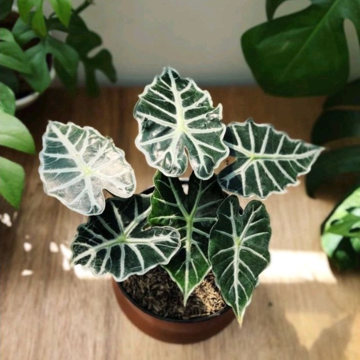 -> ( BISA COD ) Tanaman Hias Alokasia Parasol Bunga Hias Keladi Alocasia Parasol / Tanaman Indoor Al
