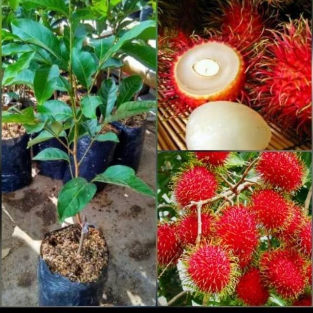 Bibit Rambutan Binjai Stek Okulasi Cepat Berbuah
