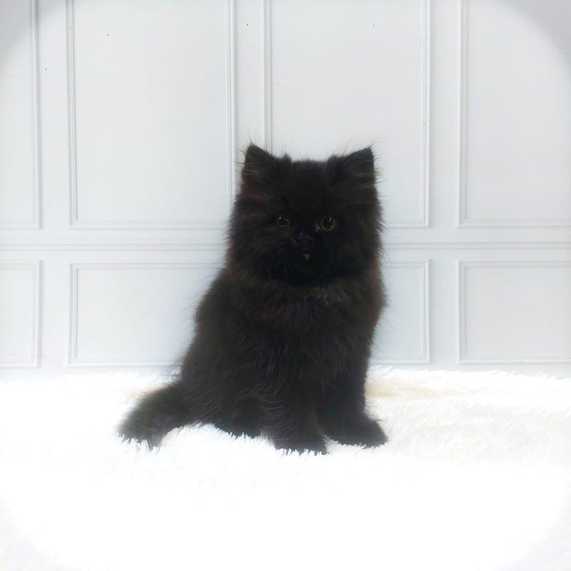 Promo diskon 65% kucing persia Kitten/munchkin/peaknose