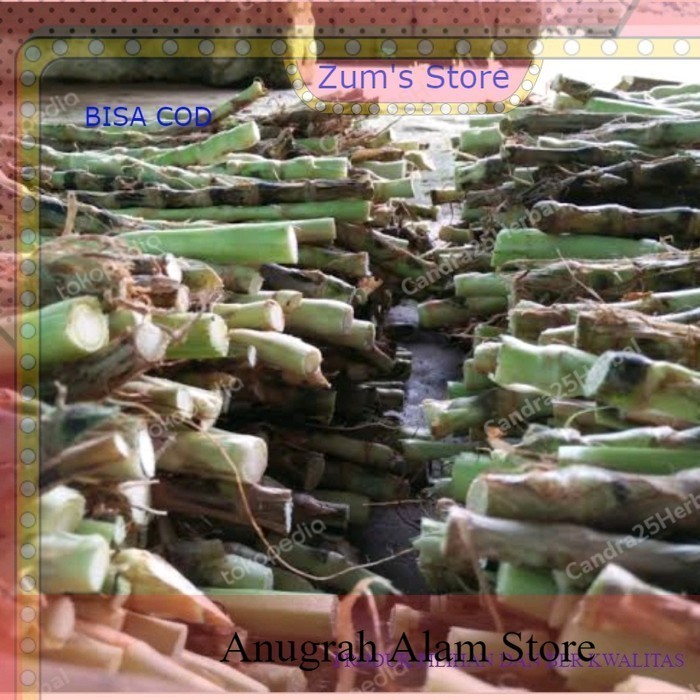 Promo bibit rumput odot