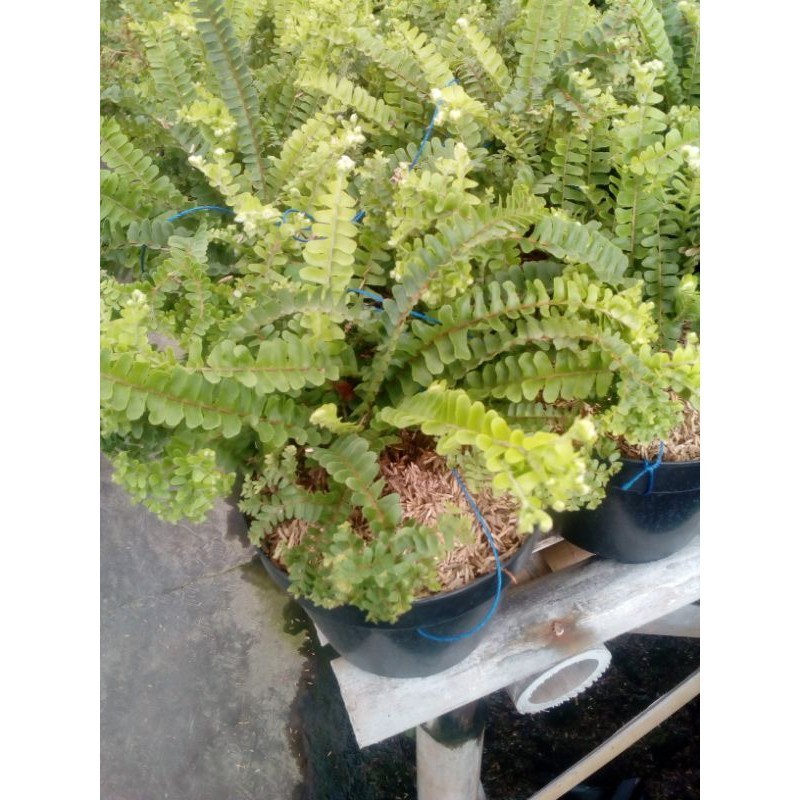TANAMAN HIAS PAKIS KERITING CURLY