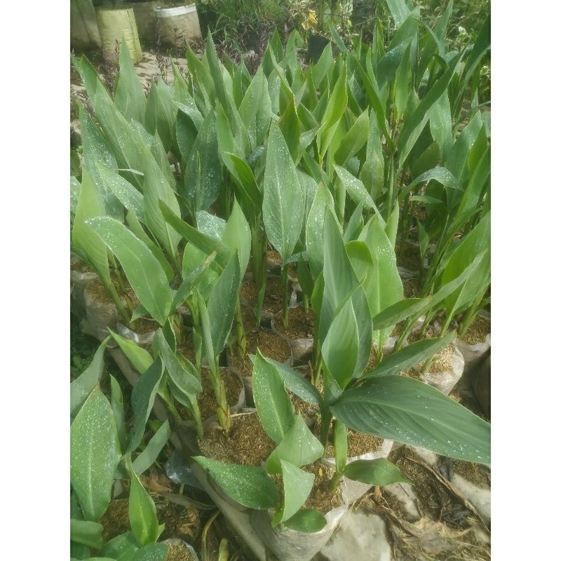 Pisang Kana Tanaman Hias