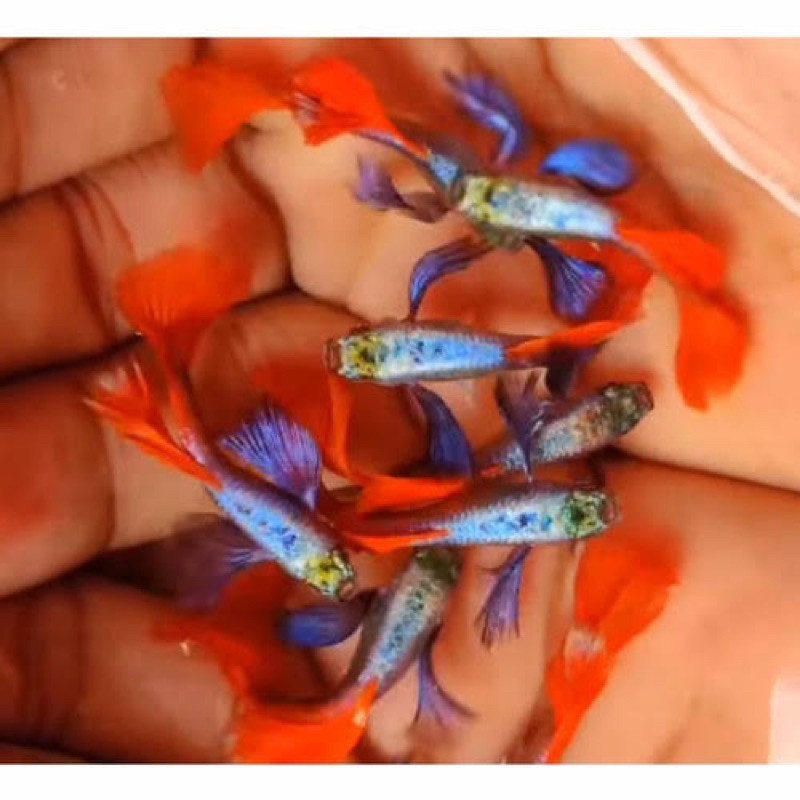 paket 3 ekor guppy promo hiasan aquarium jantan betina merah platinum dragon murah meriah gupi