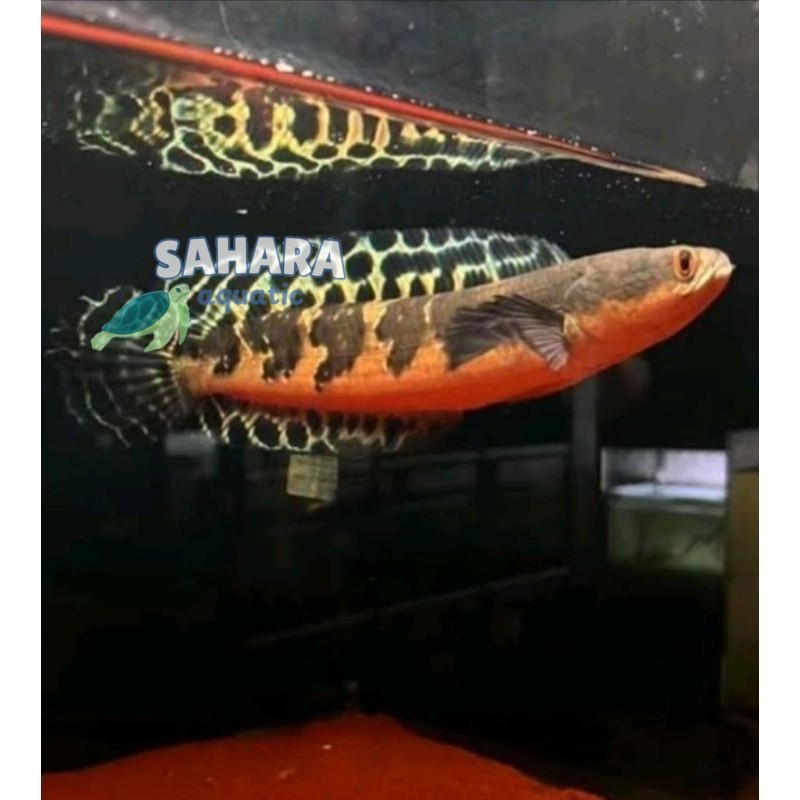 Tank mate COD maru YS BATIK SIMET 23-25cm kualitas premium YELLOW SENTARUM perlengkapan akuarium