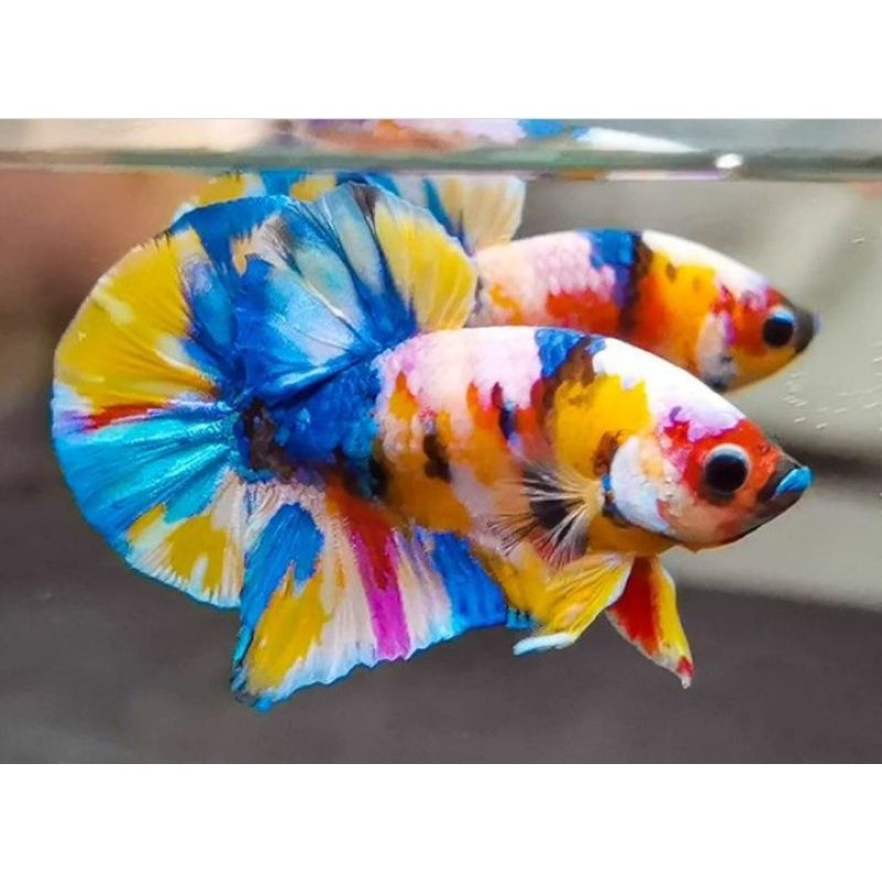 Hiasan Akuarium Cupang Plakat Candy Multicolor sahara aquatic