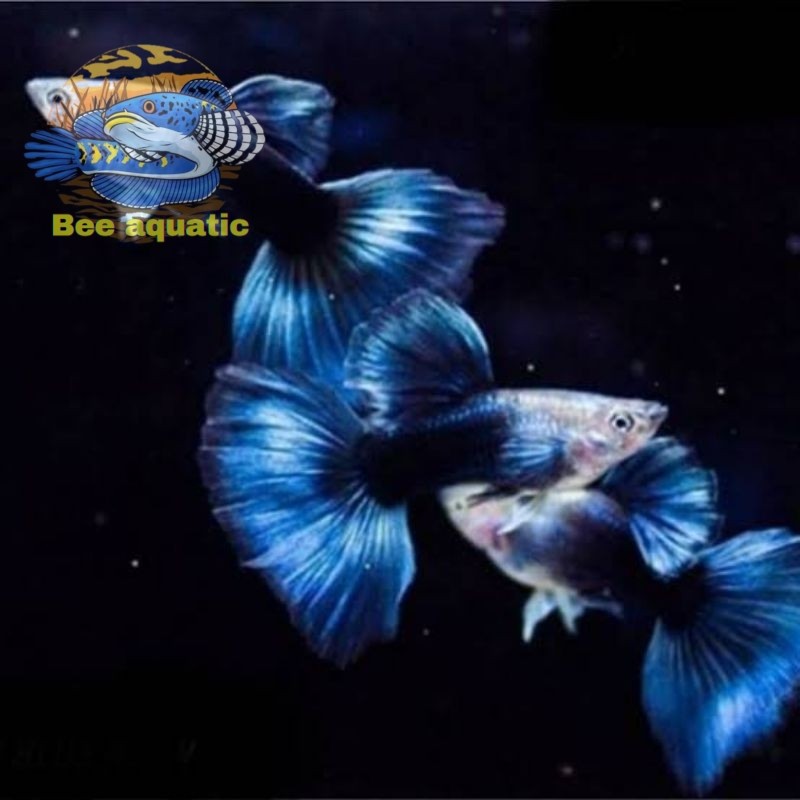 Aksesoris Hiasan Aquarium Guppy Hb Blue Taiwan