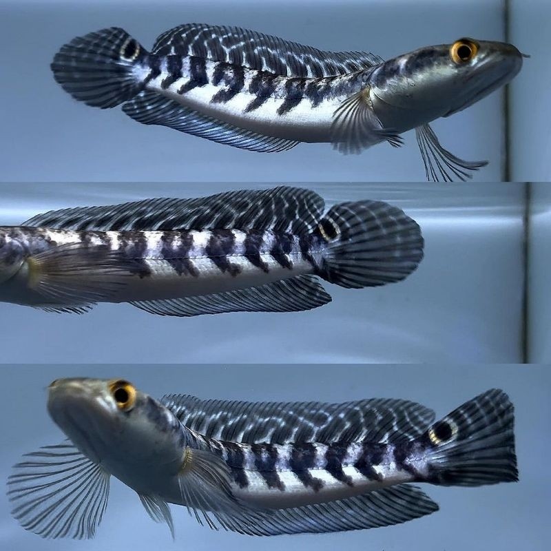 promo spesial [Termurah] Yellow Sentarum/Maru YS Batik/YS Atau ikan size 5-25cm