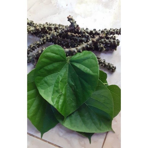 

daun brotowali/patrawali segar bonus batang