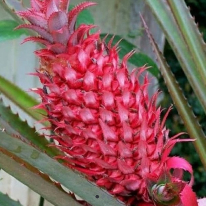 tanaman langka nanas buaya/nanas merah