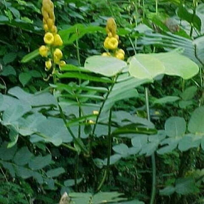 

Ready Daun ketepeng segar
