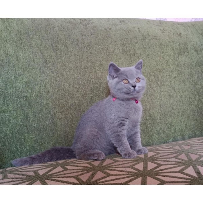 kucing british short hair / bsh blue solid / free aksesoris / cat