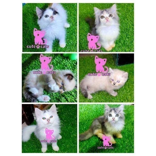 anak kucing Persia Angora Himalaya flatnose