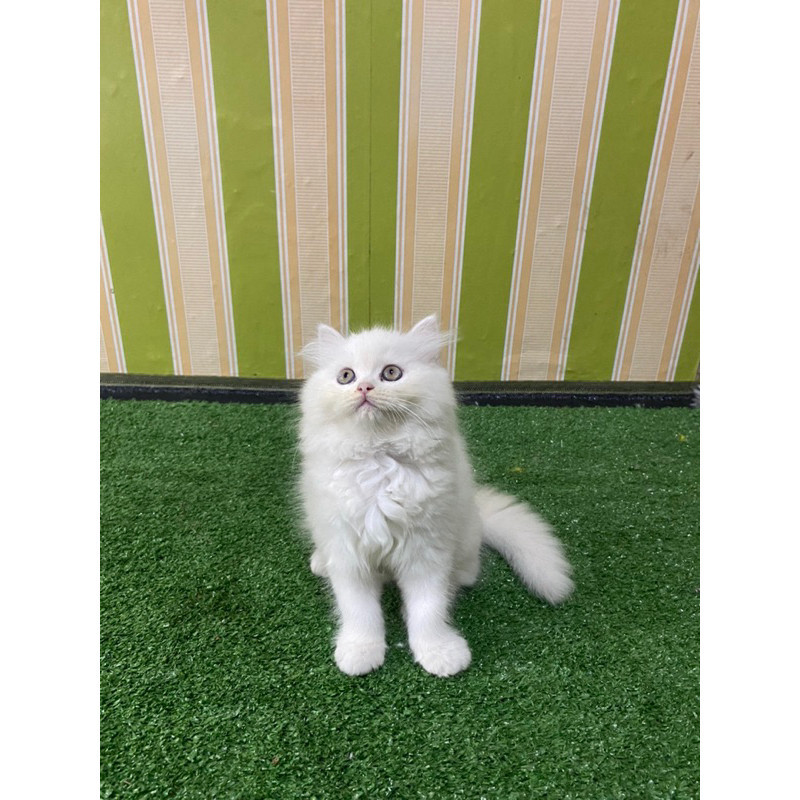 Promo diskon 65% kucing persia