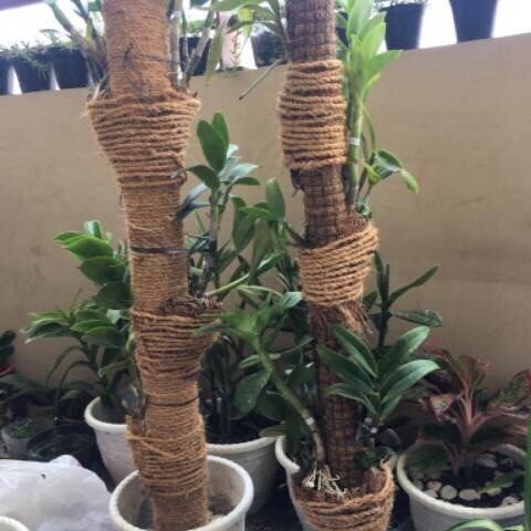 tali sabut kelapa/tali anggrek sabut kelapa