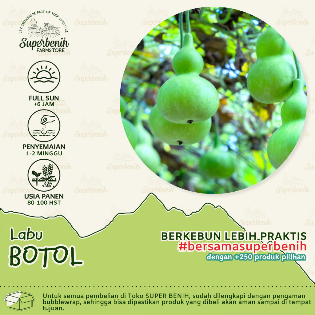 isi 3 Biji  Benih Labu BOTOL labu unik mirip kendi