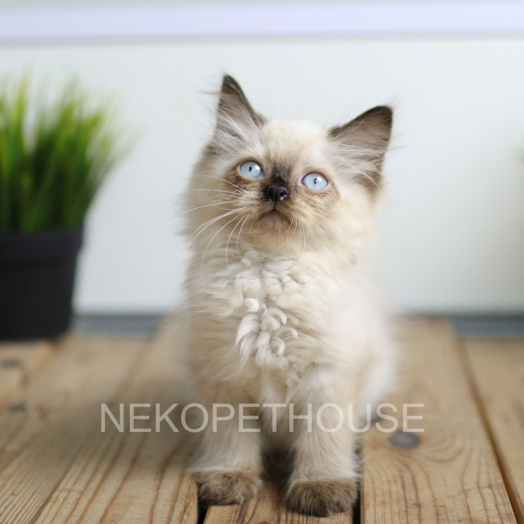 Kucing kitten persia himalaya blue eyes 2.5 bulan betina