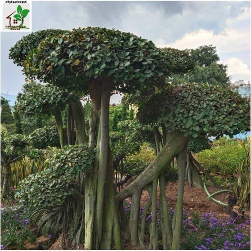 BONSAI beringin karet dolar karet korea TINGGI 2 M LEBIH SEDIA POHON
