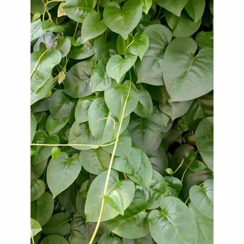 

New Promo daun binahong segar fresh 500 gram COD