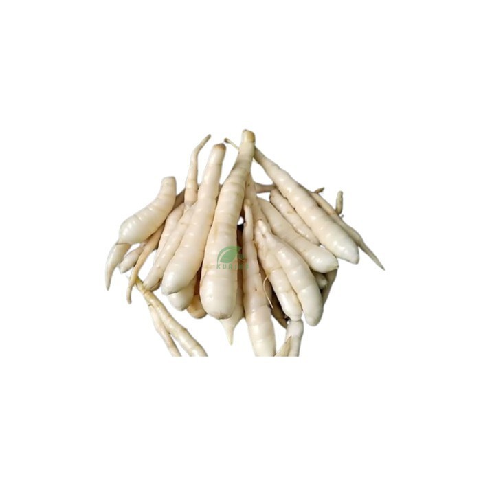 

PROMO Umbi Garut Segar 500 Gram Herbal Alami Untuk Gred Asam Lambung