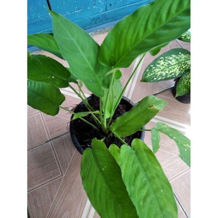 New Promo tanaman hias homalomena daun mini panjang sp hutan hijau Silahkan diorder