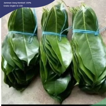 

daun sirsak segar 100 lembar