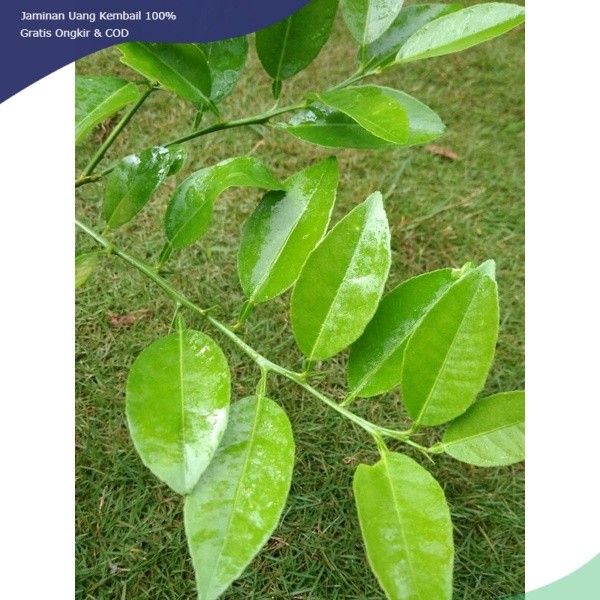 

Daun Jeruk nipis muda segar 100g