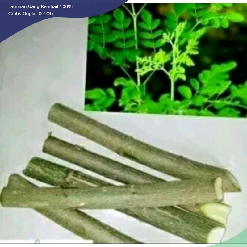 Bibit pohon kelor unggul siap tanam