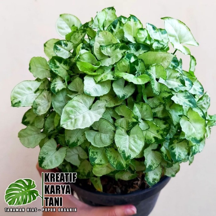 Tanaman hias syngonium mini pixie - Syngonium mini
