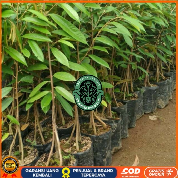 BIBIT DURIAN DURI HITAM KAKI 3/ DURIAN OCHEE KAKI 3 SUPERUNGGUL