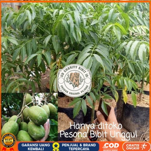 Bibit Kedondong mini Buah lebat Bibit Tanaman Super Unggul UD GHANIYY BIBIT ID