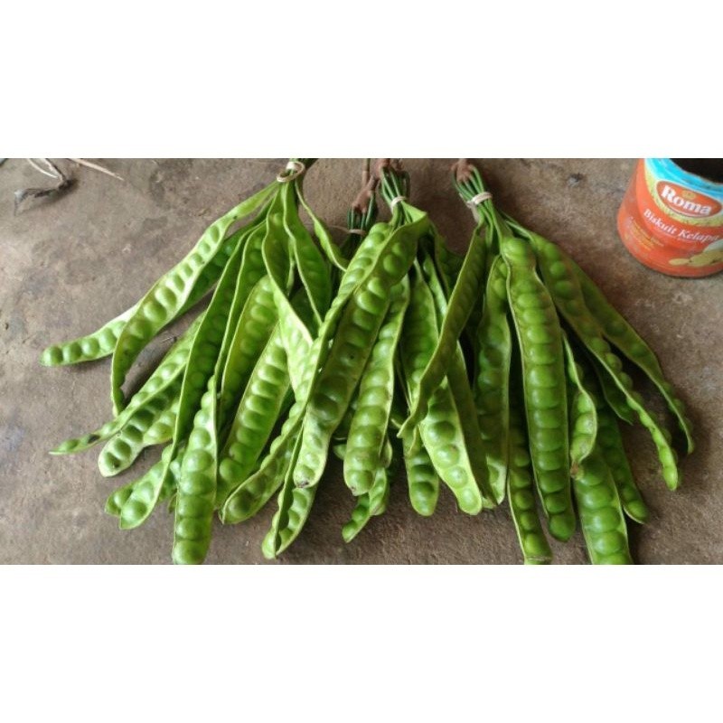 

Pete Segar Petai Segar Langsung Pohonya