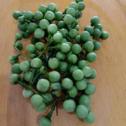 

buah rimbang/, buah pokak