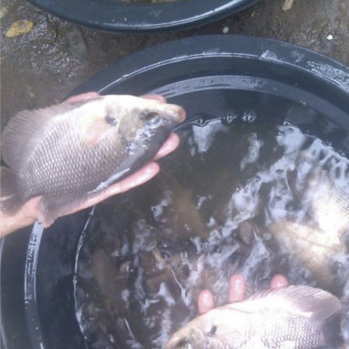 

Ikan gurame konsumsi(hidup) size 2-3-4/kg