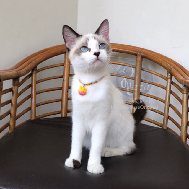 makanan kucing Ragdoll shorthair (posisi hamil) super kualitas (bisa nego)